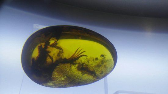 Amber Museum